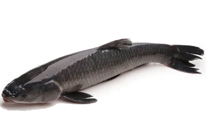 Con cá trắm đen tươi thường có da sáng bóng, vảy liền thân, thịt có độ đàn hồi cao, mắt sáng trong, mang cá đỏ và không có mùi hôi thối gây khó chịu